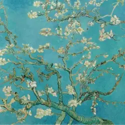 White almond flowers in bloom on branches on a blue background