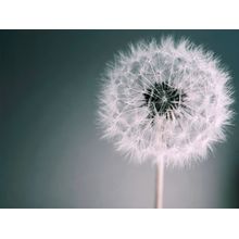 Dandelion Dream Wall Mural