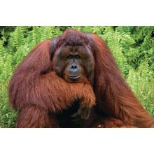 The Wise Orangutan Wall Mural