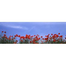 Poppy Field In Bloom, Tuscany, Italy Wall Mural