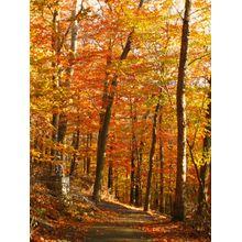 A Path Between Woods Wall Mural