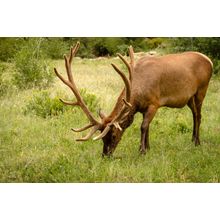 Bull Elk Grazing Wall Mural