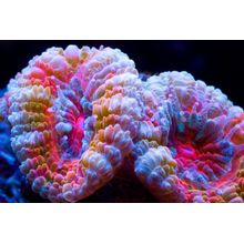 Acanthastrea Coral Wall Mural