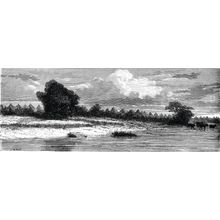 Vintage Engraved Landscape Illustration Mural