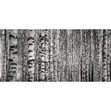 Forest With Trunks Of Birch Trees Wall Mural