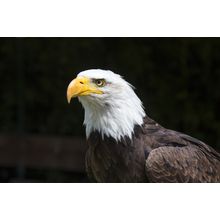 American Bald Eagle Wall Mural