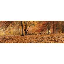 Autumn Wood Wall Mural