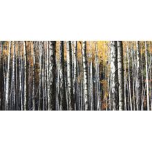 Birch Trees In Autumn Wall Mural