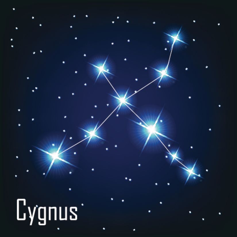 Cygnus Constellation Wall Mural Murals Your Way