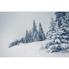 Winter Pines Wall Mural