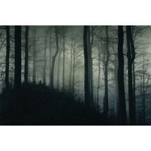 Foggy Dark Forest Mural Wallpaper