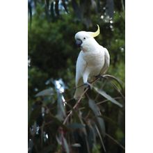 White Cockatoo Wall Mural