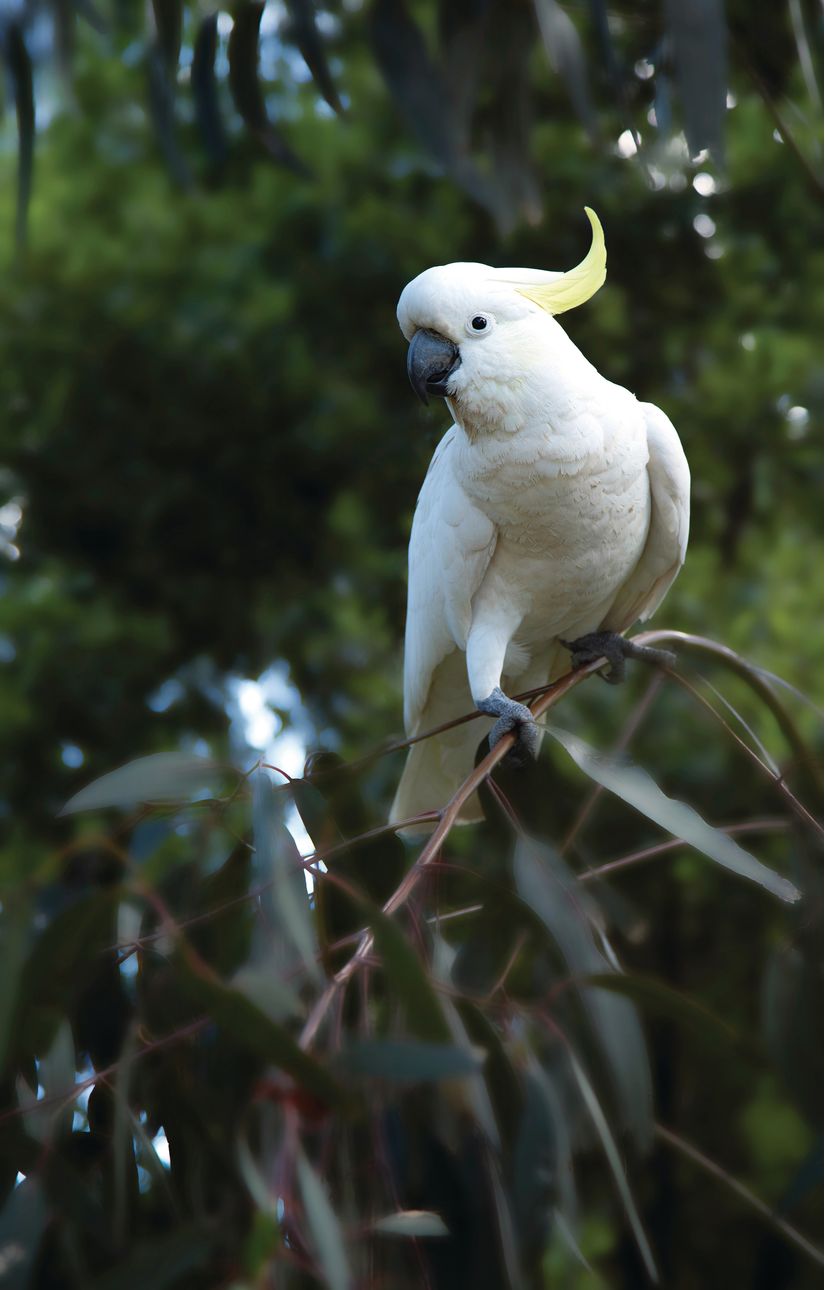 White-Cockatoo-sitting-on-a-branch