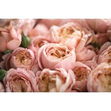Bouquet Of Fresh Pink Roses Wall Mural