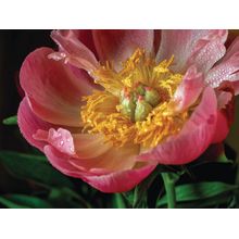 Beautiful Blooming Pink Peony Flower Wall Mural