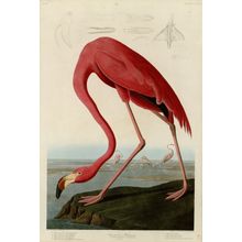 American Flamingo Wall Mural