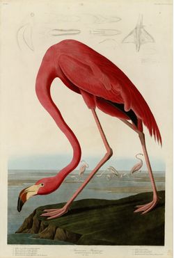 American-Flamingo-Wallpaper-Mural