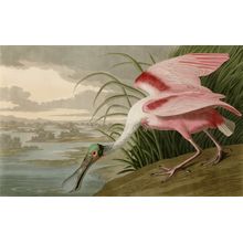 Roseate Spoonbill Wall Mural