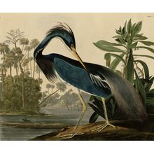 Louisiana Heron Wall Mural