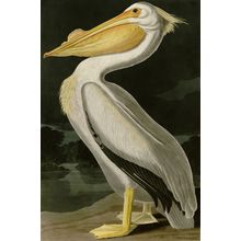 White Pelican Wall Mural