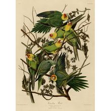 Carolina Parakeet Wall Mural