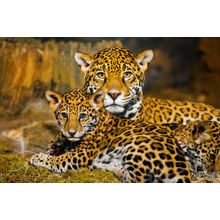 Baby Jaguar And Mother Wall Mural