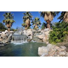 Waterfall Surrounded By Palm Trees Wall Mural