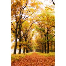Autumn Forest Mist Wall Mural