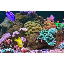 Aquarium Coral Wall Mural