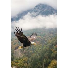Bald Eagle Flight Wall Mural