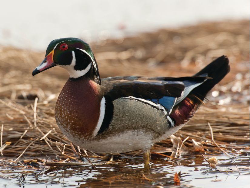 Drake Wood Duck Mural Murals Your Way