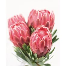Five Red Protea Flowers Wall Mural