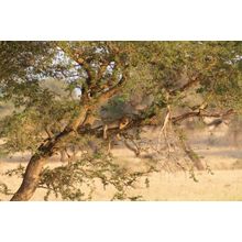 Lion Resting In A Tree Wall Mural