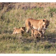 Lion Family Wall Mural