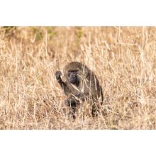 Baboon In Tall Grass Wall Mural