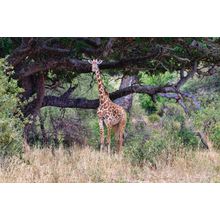 Giraffe In Tanzania Wall Mural