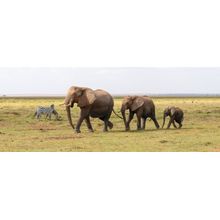 Elephant Family Wall Mural