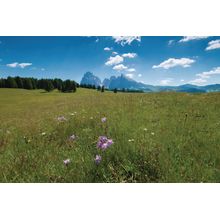 Wildflowers in the Seiser Alm Wallpaper Mural