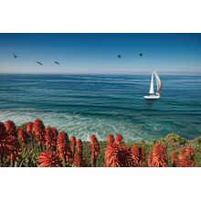 Sailboat in La Jolla Wall Mural
