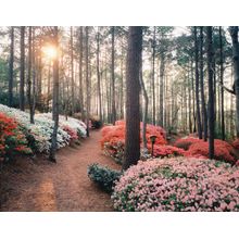 Azaleas At Callaway Gardens II Wall Mural