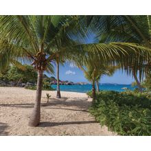 Caribbean Morning Palms Wall Mural