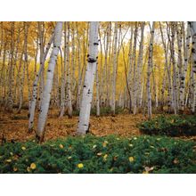 San Isabel National Forest, CO Wall Mural