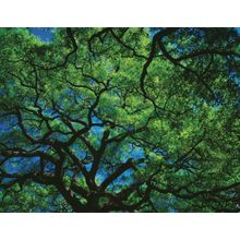 Oak Canopy Wall Mural