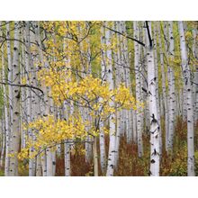 White Trunks Wall Mural