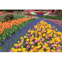 Riot of Tulips Wall Mural