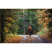 Mountain Biker in Forest Wall Mural