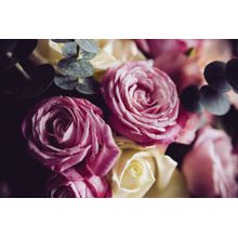 Romantic Pink and White Roses Wall Mural