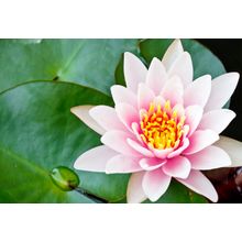 Pink Waterlily Wall Mural