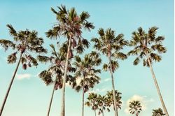 Close-up-palm-tree-photo-with-a-tropical-ocean-lagoon-background-on-the-Mamanuca-Islands-in-Fiji