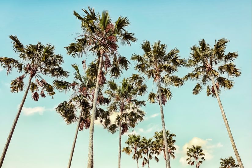 Close-up-palm-tree-photo-with-a-tropical-ocean-lagoon-background-on-the-Mamanuca-Islands-in-Fiji